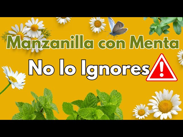 beneficios de la infusión de manzanilla y menta