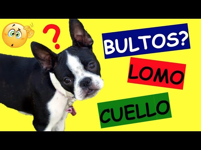 bulto en el lomo de mi perro