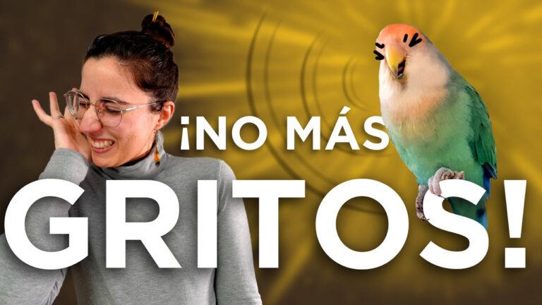 como callar a un loro