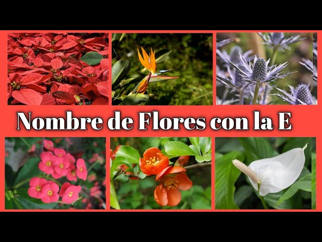 flores que empiezan por e