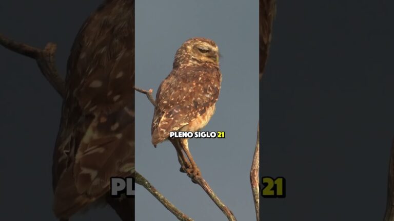 frases de buhos de la suerte