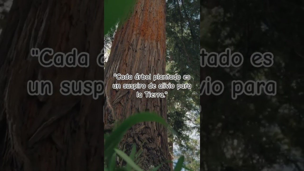frases de dia del arbol
