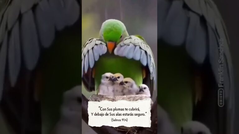 frases de plumas de aves