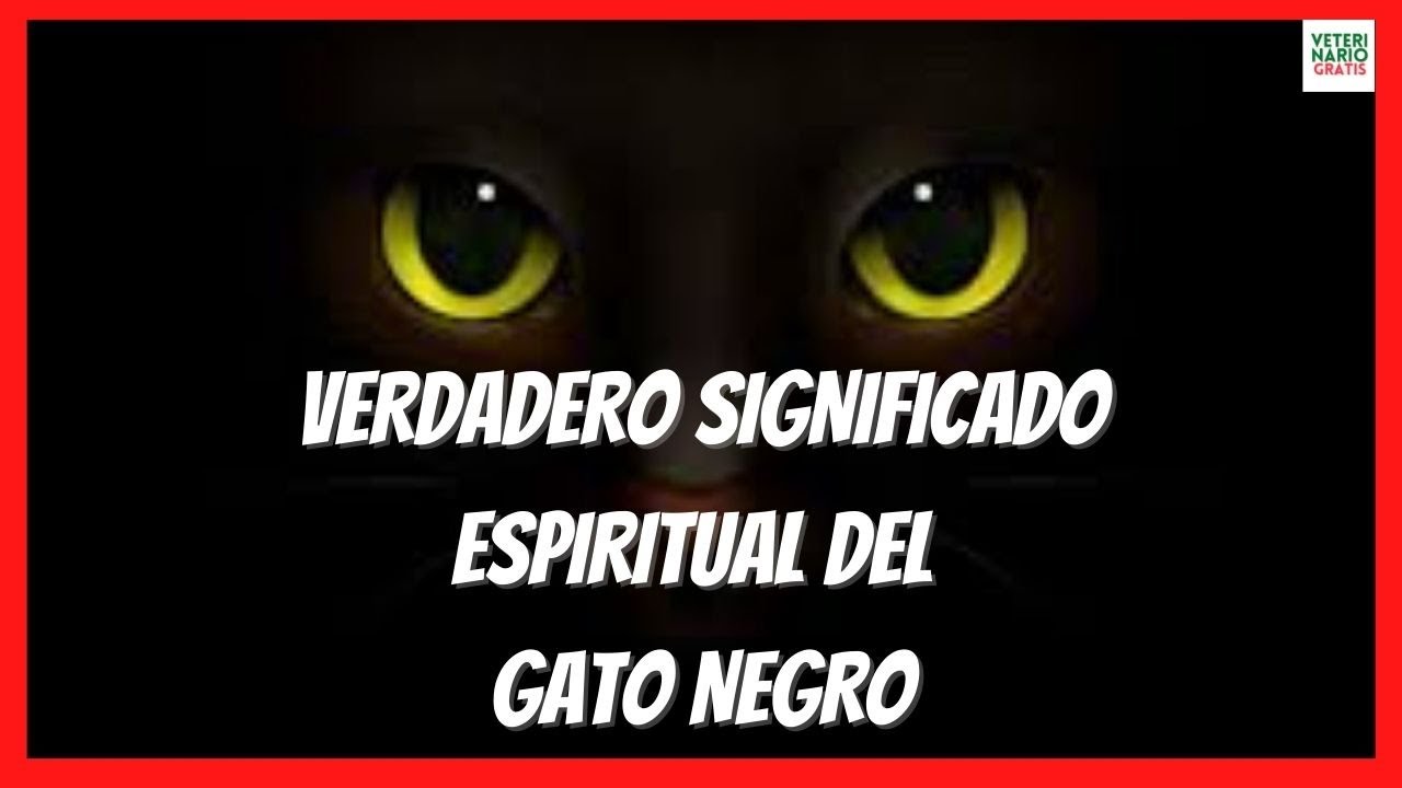 gato negro significado esoterico