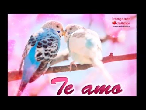 imagenes con frases de aves