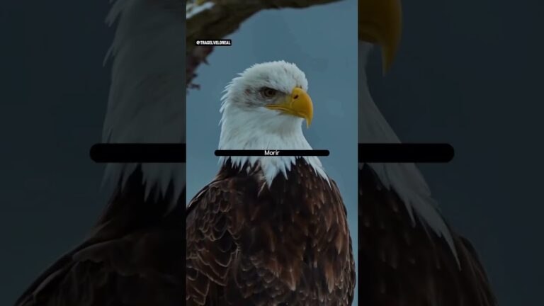 imagenes de aguilas con mensajes positivos