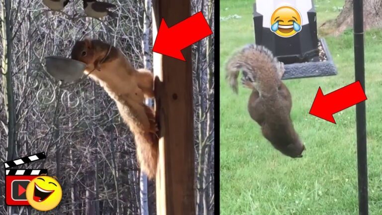 imagenes de ardillas con frases chistosas