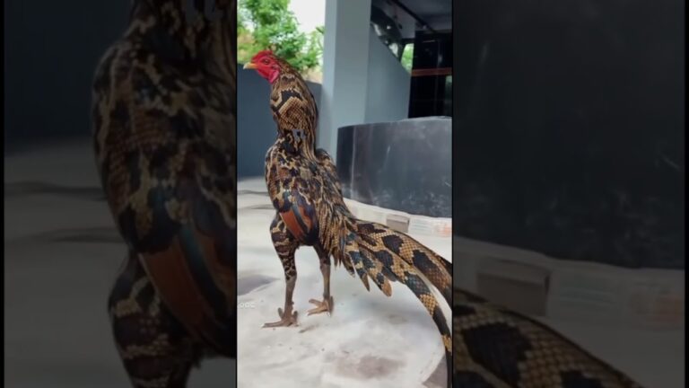 imagenes de gallos con frases