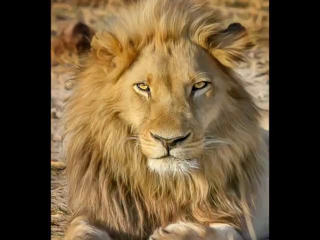 imagenes de leon con frases