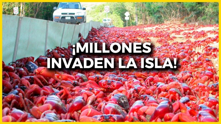 isla de reflexiones de navidad