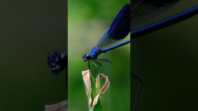 libelulas con frases en español