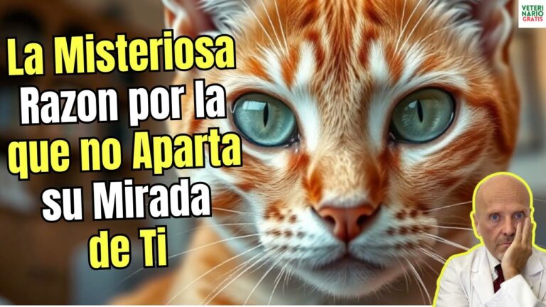 me mira fijamente y no aparta la mirada