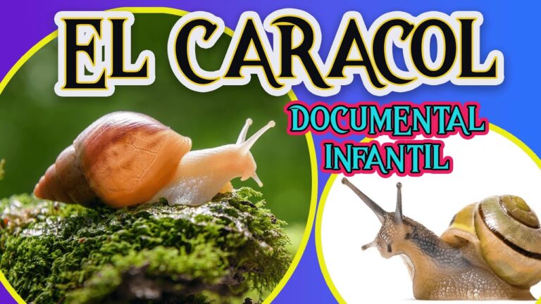 metafora de un caracol para niños