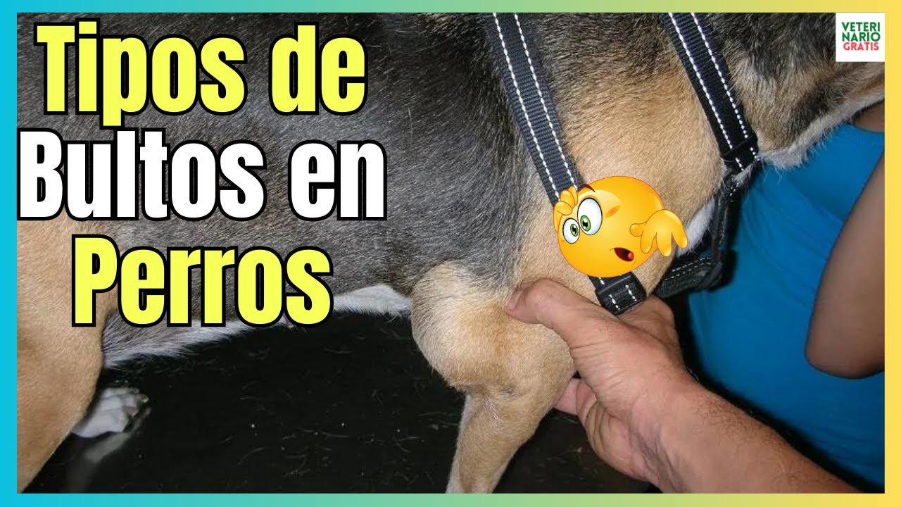 mi perro tiene un bulto
