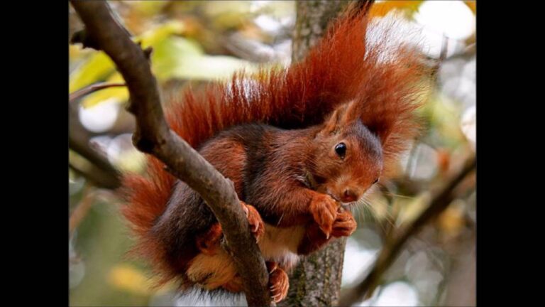 poema de la ardilla para niños