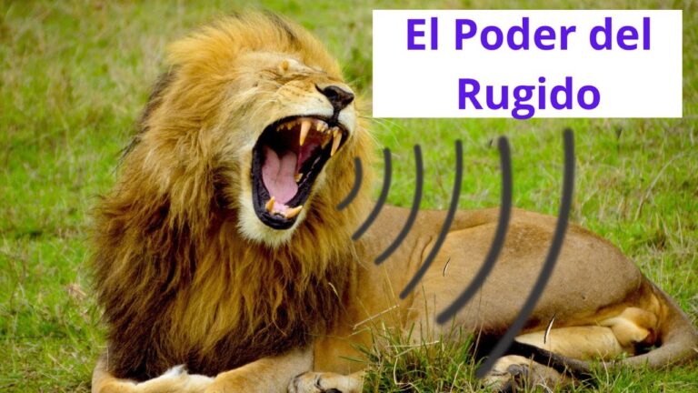 que significa cuando un leon comienza a rugir