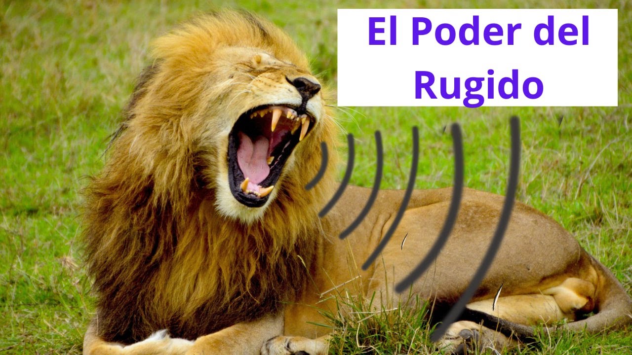 que significa cuando un leon comienza a rugir
