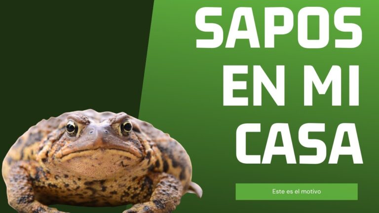 que significa encontrar un sapo negro en la casa