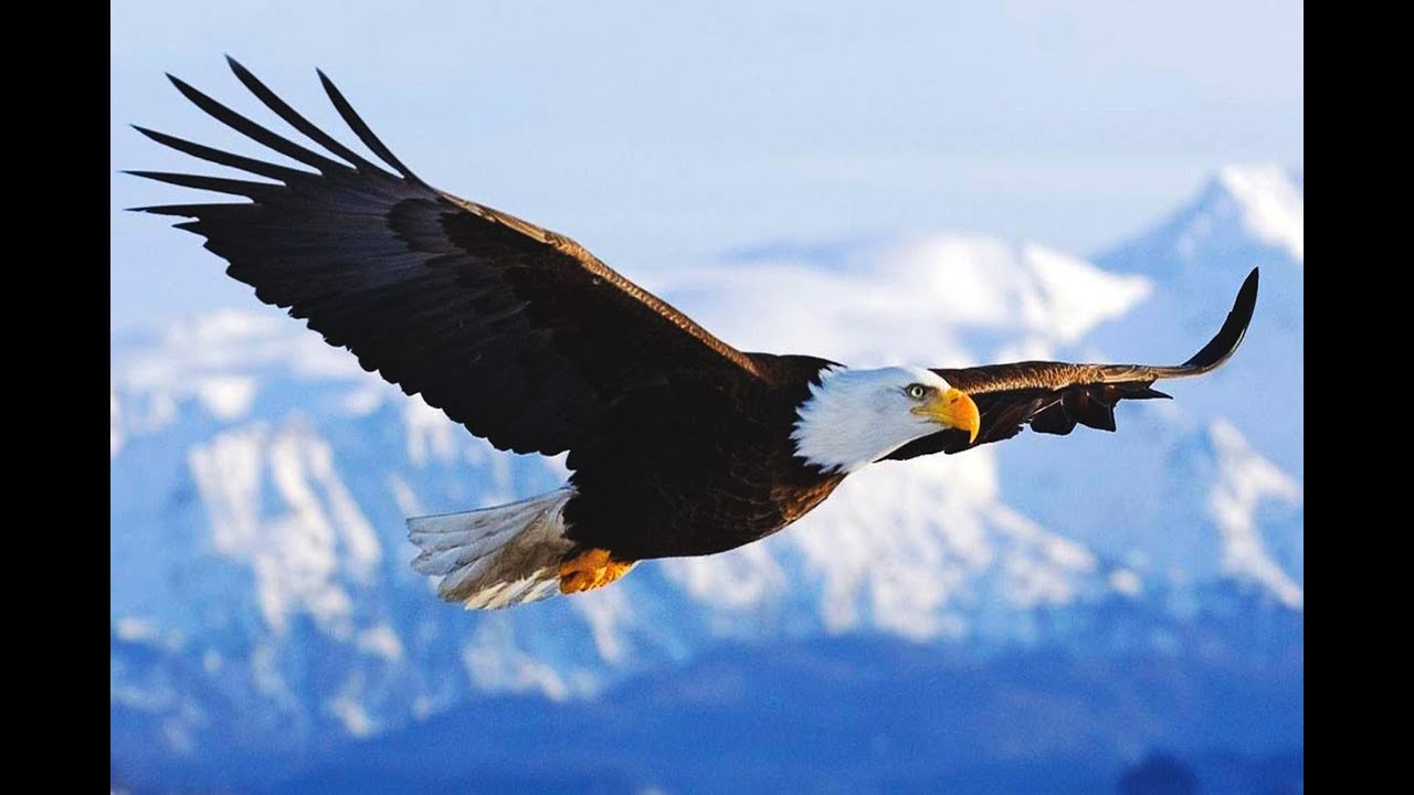 que significa soñar con aguilas volando