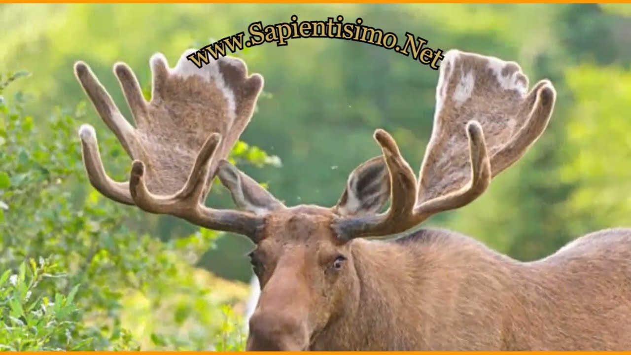 que significa soñar con alces