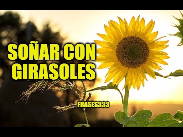que significa soñar con girasoles