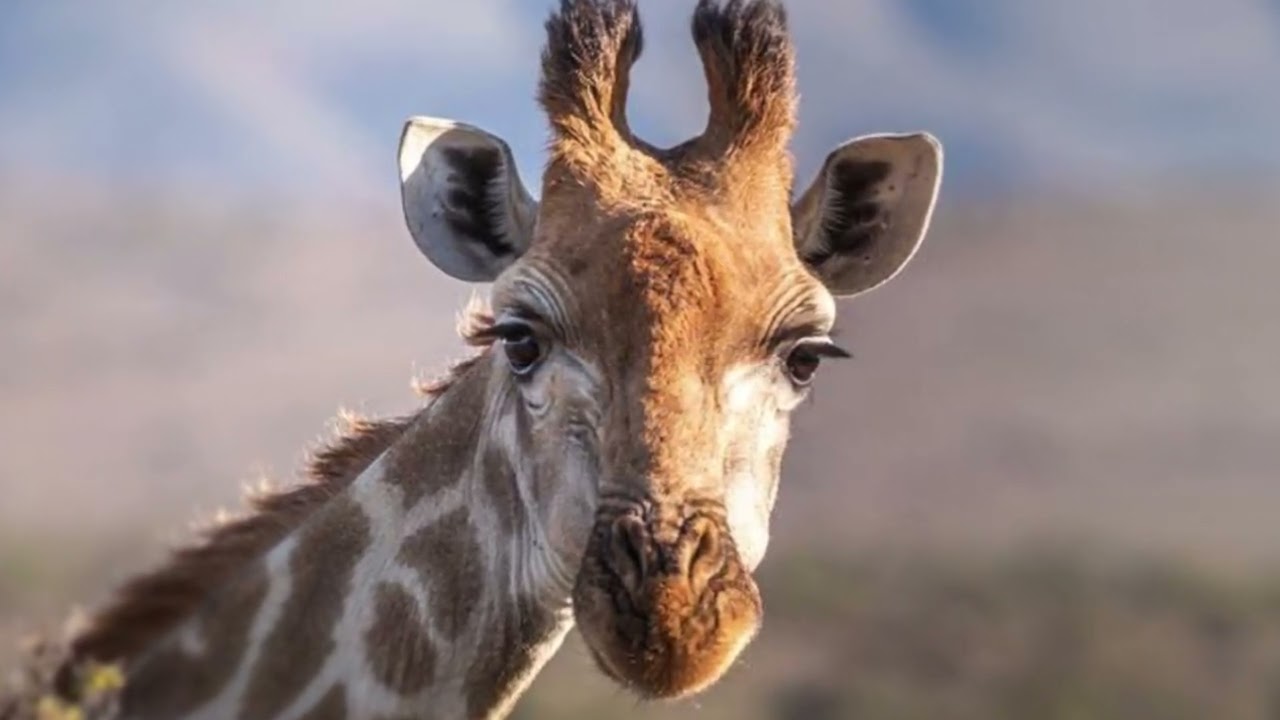 qué significa soñar con jirafas