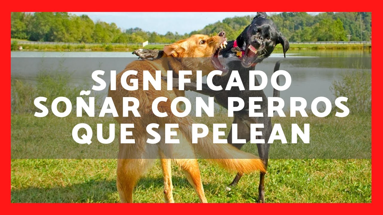 que significa soñar con perros peleando