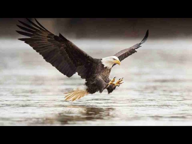 que significa soñar con un aguila gigante