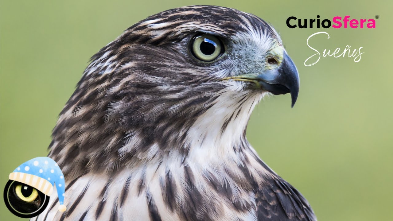 que significa soñar con un alcon