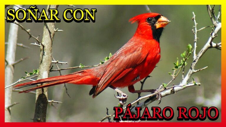 que significa soñar con un pajaro rojo