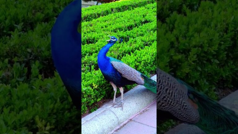 que sonido hacen los pavos reales