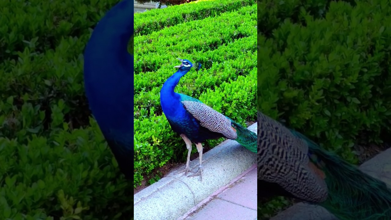 que sonido hacen los pavos reales