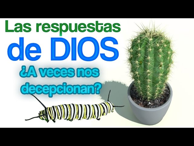 reflexion la mariposa y la flor