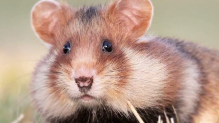 significado de los sueños hamster