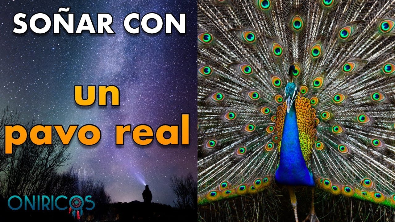 significado de soñar con un pavo real