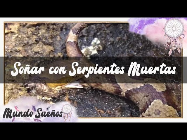 soñar con culebras muertas