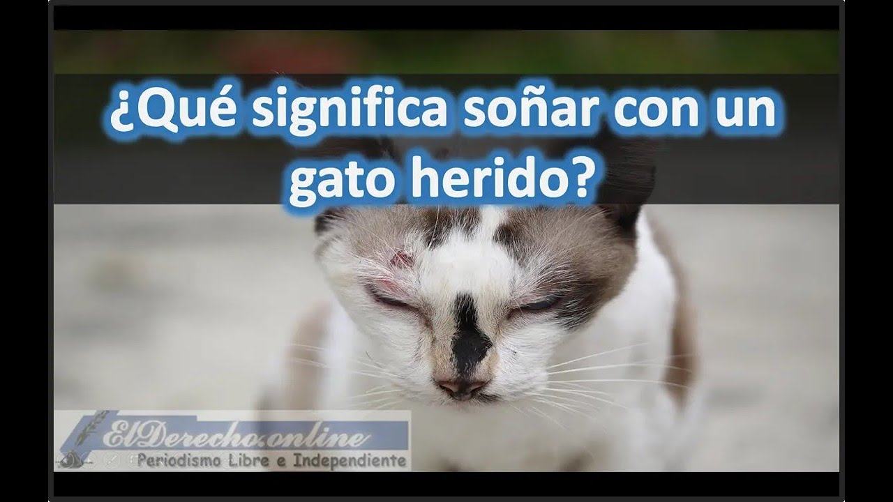 soñar con mi gato herido