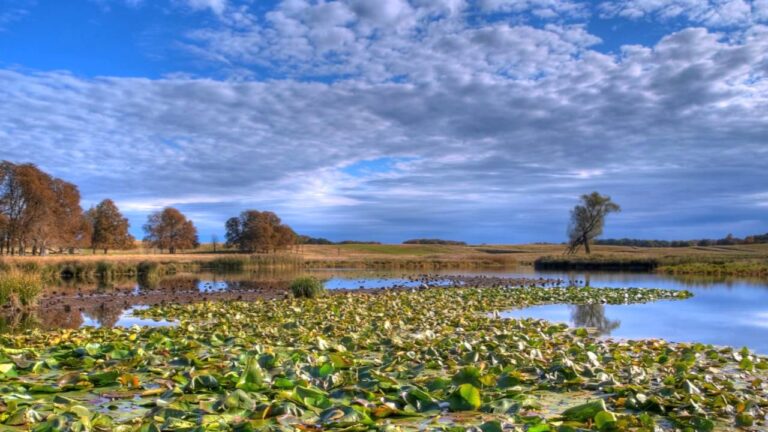 soñar con pantano amarillo