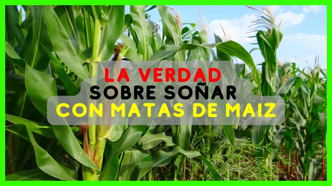 soñar con plantas de maiz verdes