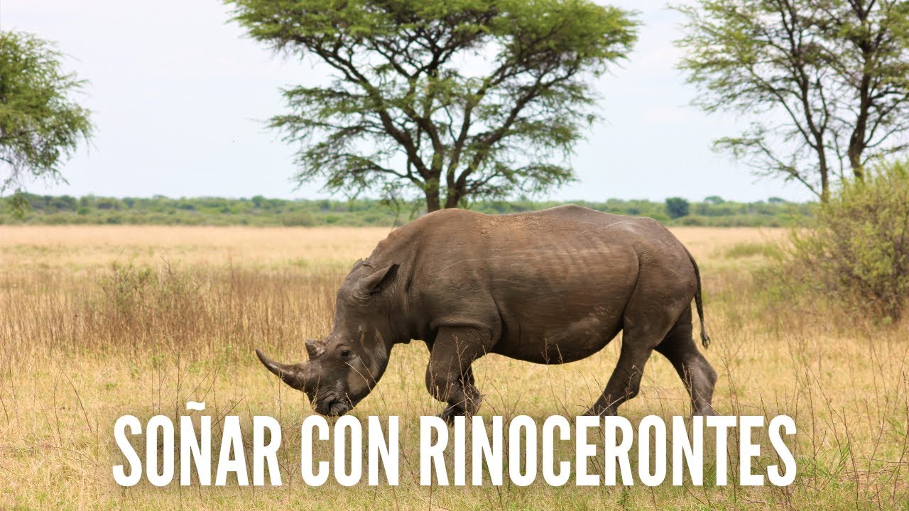 soñar con rinoceronte