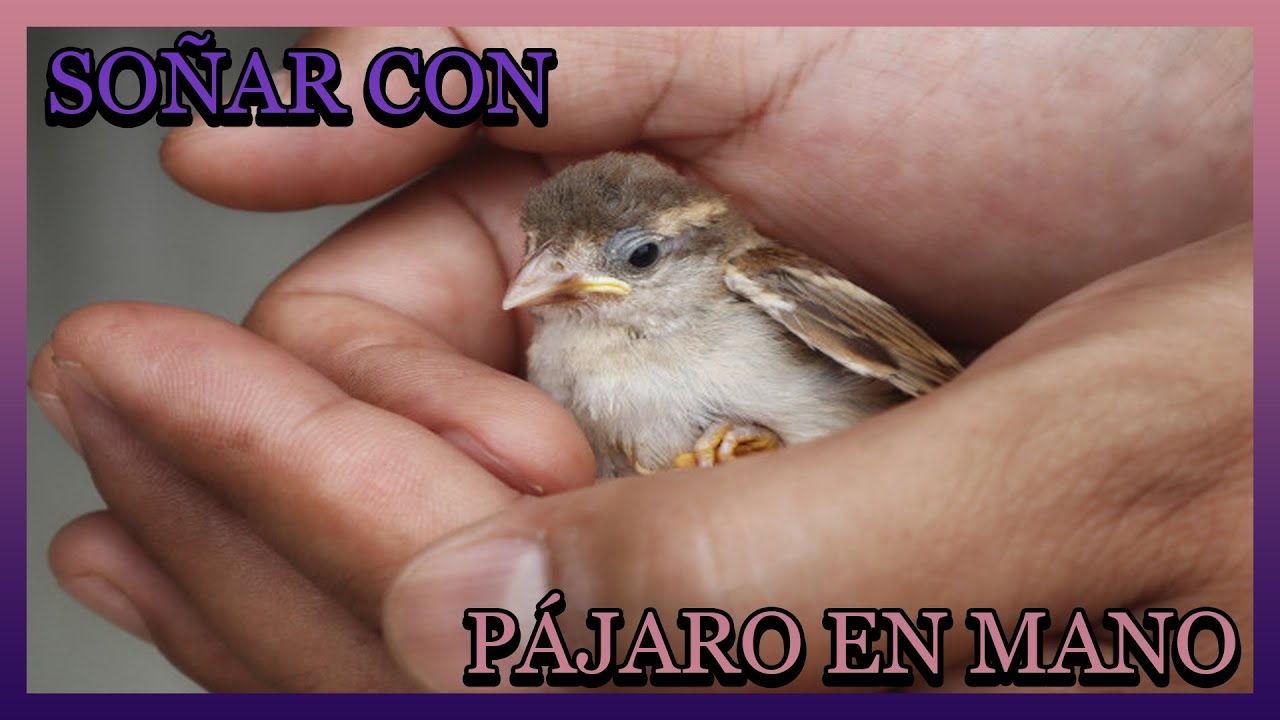 soñar que atrapas un pájaro con las manos