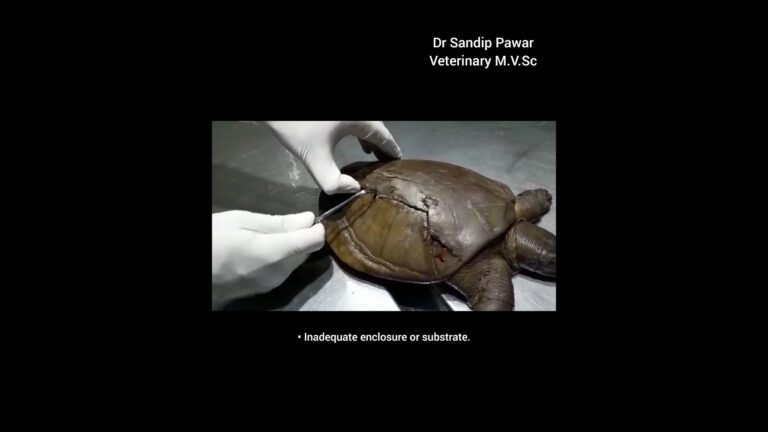 tortuga caparazon roto