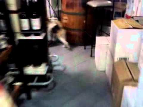 vino felipe el hermoso